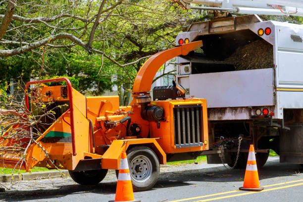 Leaf Removal in Central City, NE