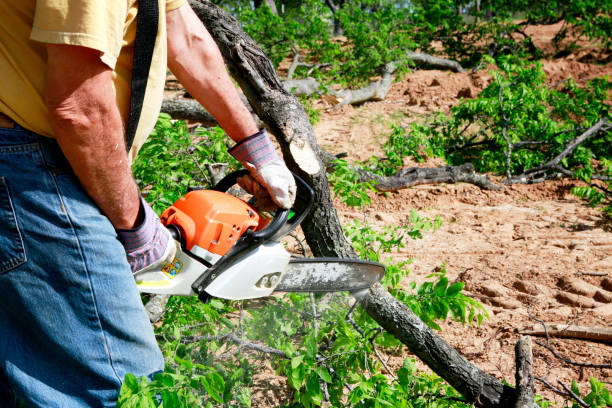 Why Choose Our Tree Removal Services in Central City, NE?